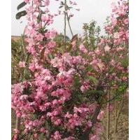 供應(yīng)西府海棠_垂絲海棠_北美海棠