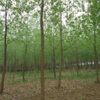 供應(yīng)白楊樹_白楊基地
