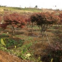 供有大規(guī)格紅楓15公分/18公分150支