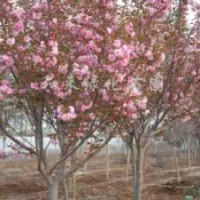 長期大量供應(yīng)山東地區(qū)各種規(guī)格櫻花等綠化苗木