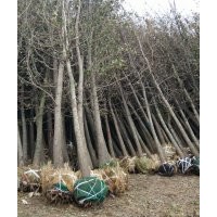 10公分銀杏樹(shù)