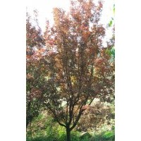 圃苗銷售3—8公分太陽李、紫葉矮櫻、紫葉李