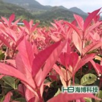 五彩桂花樹種苗