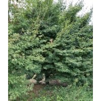 雞爪槭6到24公分和紅楓8到18公分出售