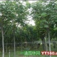 6--8公分紅葉碧桃