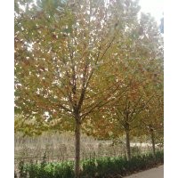 濟(jì)寧法桐價格 山東苗木法桐基地，12公分法桐 15公分法桐
