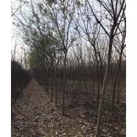 國(guó)槐、白蠟