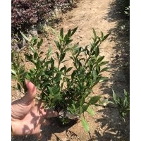 福建小葉梔子花，福建小葉梔子花基地，大量供應，地被苗