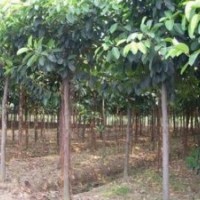 供應(yīng)榕樹品種介紹 小葉榕 高山榕 大葉榕