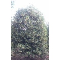 雞爪槭羅漢松羽毛楓紅楓紅梅紅葉李出售