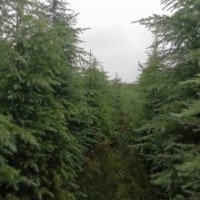 1.5米雪松、2米雪松、3米雪松、3.5米雪松、