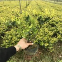 2017金森女貞的價格