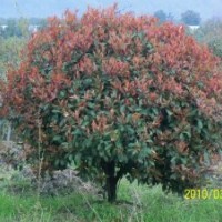 花卉種植紅楓,雪松,石楠