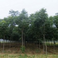 北美楓香價格 南京北美楓香 北美楓香基地