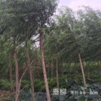 常年出售垂柳