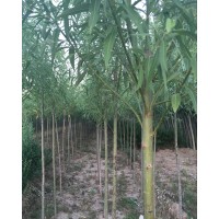 供應(yīng)饅頭柳 垂柳 新疆楊等