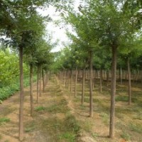 國(guó)槐 側(cè)柏 油松