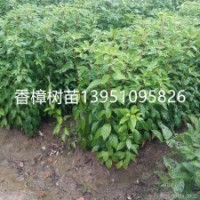供應(yīng)香樟樹(shù)苗