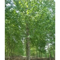 處理15公分法桐