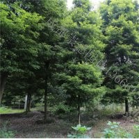 成都低價精品幀楠