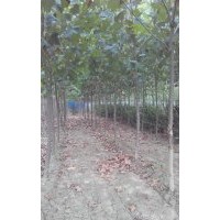 出售5-8公分國(guó)槐