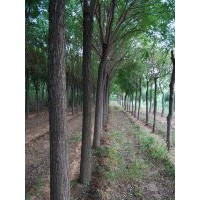 山東萊州信合園藝供應(yīng)國槐