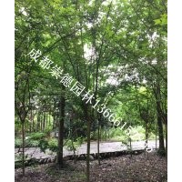 成都低價批發(fā)紅花紫薇