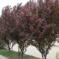 供應紫葉李 南京紫葉李 紫葉李價格批發(fā)