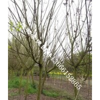 成都木芙蓉苗圃