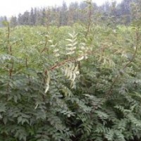 花椒苗 大紅袍花椒苗 皂角苗 白蠟 柳樹苗木