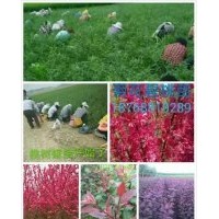 供應(yīng)桃苗，柿苗，李子苗，石榴苗，花椒苗