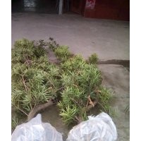 成都羅漢松造型基地羅漢松造型價(jià)格羅漢松造型直銷