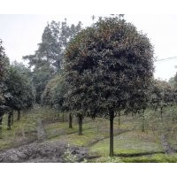 四川崇德園林丹桂基地精品丹桂 低價(jià) 歡迎來(lái)電咨詢