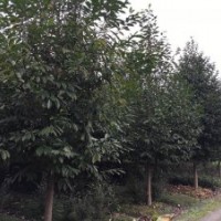 四川崇德園林樂昌含笑基地 優(yōu)質(zhì)精品 批發(fā)出售