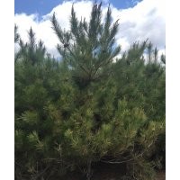 油松：3.5米大量處理