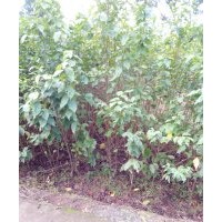 供應(yīng)實(shí)生和嫁接櫻桃苗