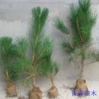 1米黑松占地苗1.2米黑松占地苗