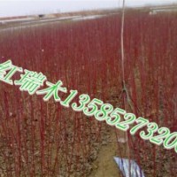 供應(yīng)紅瑞木H50-60-70-80公分,小葉女貞，連翹，迎春