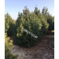 2.5米精品白皮松