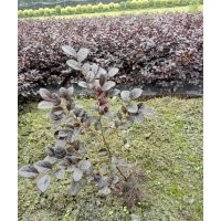 供應(yīng)紅繼木，紫荊，小葉女貞
