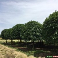 成都高桿桂花基地桂花直銷低價格樹型優(yōu)美質量優(yōu)