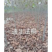 供應(yīng)白蠟、法桐、紅葉石楠、紅葉李、欒樹