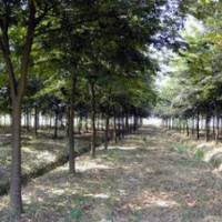 提供黃連木價格 今年10公分12公分黃連木價格