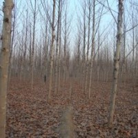 湖北12公分法桐