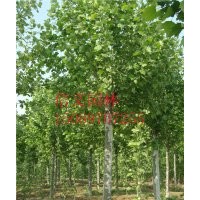 江蘇11公分法桐