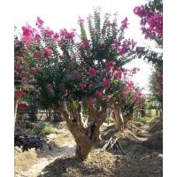 嫁接紫薇 原生紫薇樹低報價、圖片