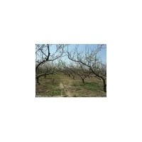 出售一批山桃樹山杏樹