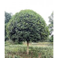 供應(yīng)10-20公分精品桂花樹(shù)