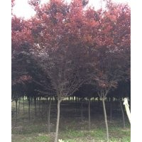 2107年紅葉李價格4公分至6公分紅葉李價格