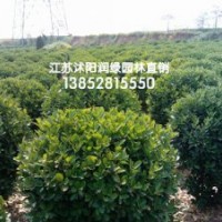 冠幅100公分1米2大葉黃楊球價格